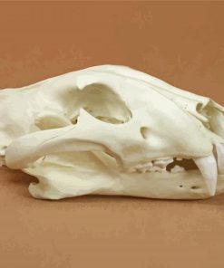 Tiger Skull Animal Paint By Numbers
