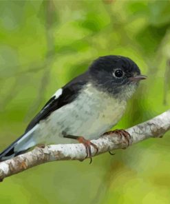 Tomtit Colorful Birds Paint By Numbers