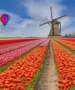 Colorful Tulip Fields Paint By Numbers
