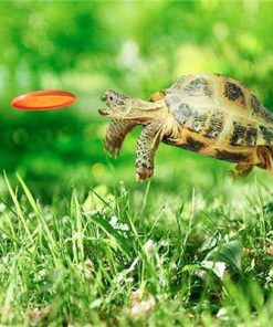 Turtle Playing Frisbee Paint By Numbers