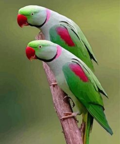 Alexandrine Parakeet Duo Paint By Numbers