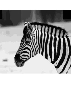 Monochrome Zebra Animal Paint By Numbers
