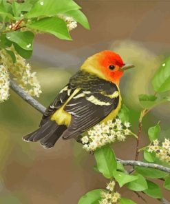 Western Tanager Bird Paint By Numbers