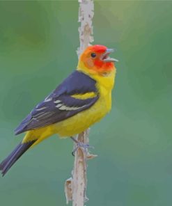 Western Tanager Bird Paint By Numbers