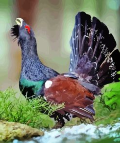 Western Capercaillie Bird Paint By Numbers