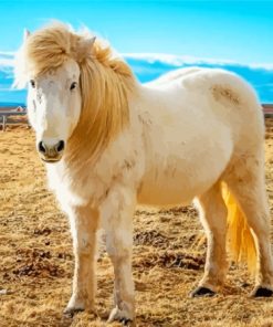White Icelandic Pony Animals Paint By Numbers