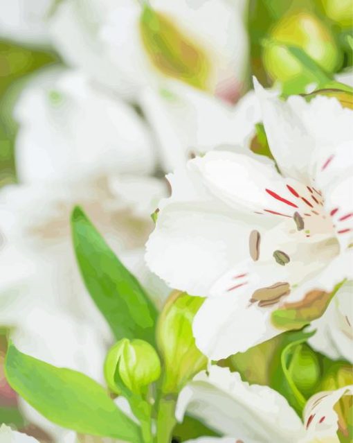 White-alstroemeria-flower-Plant-paint-by-number