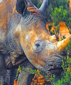 Wild African Rhino Paint By Numbers