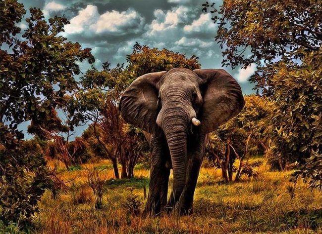 Wild Elephant Art Paint By Numbers