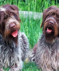 Wirehaired Pointing Griffon Puppy Paint By Numbers
