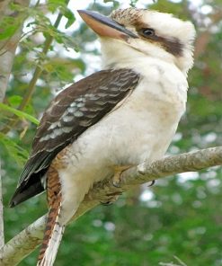Kookaburra Bird in Forest Paint By Numbers