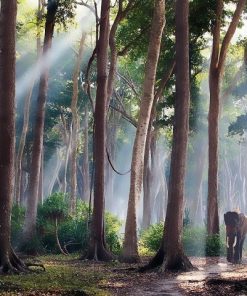 Forest Woodland Paint By Numbers
