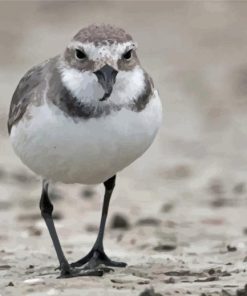 Ngutuparore Bird Paint By Numbers