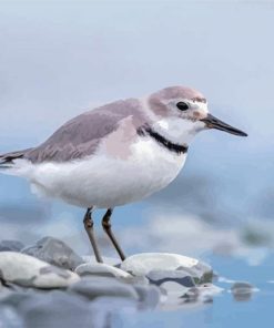 Wrybill Bird Ngutuparore Paint By Numbers