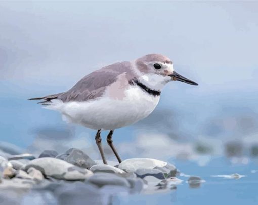 Wrybill-bird-paint-by-numbers
