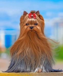 Yorkshire Terrier Puppy Paint By Numbers