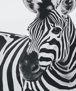 Zebra African Beauty Paint By Numbers