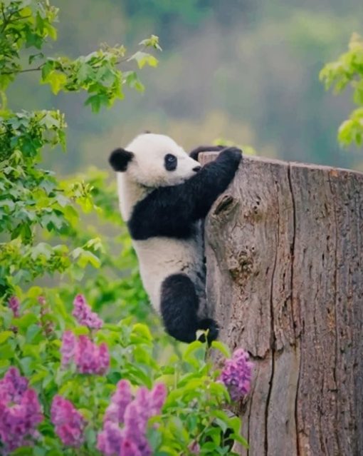 adorable-panda-paint-by-number