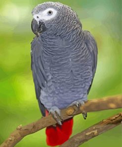 Aesthetic African Grey Paint By Numbers