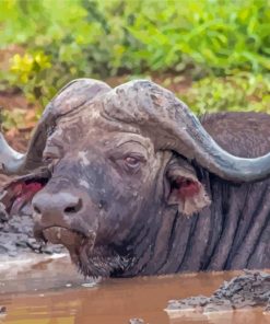 Aesthetic Buffalo Paint By Numbers