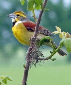 Aesthetic Bird Paint By Numbers