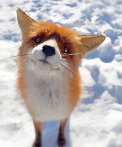 Aesthetic Fox Snow Scene Paint By Numbers