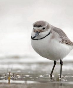 Aesthetic Bird Wrybill Paint By Numbers