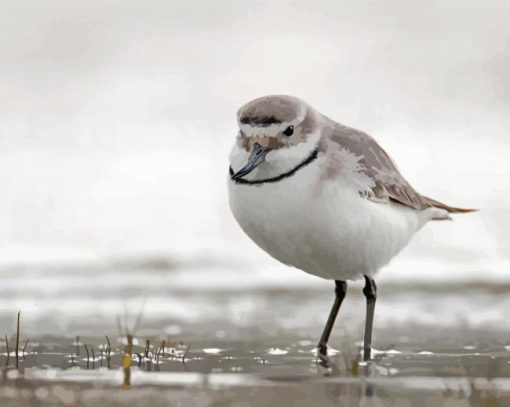 aesthetic-Wrybill-paint-by-number