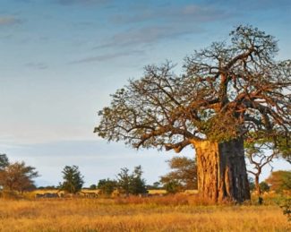 Majestic Baobab Landscapes Paint By Numbers