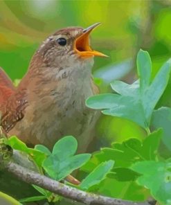 Aesthetic Carolina Wren Birds Paint By Numbers