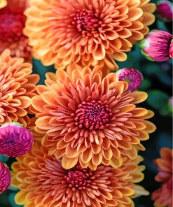 Aesthetic Chrysanthemum Floral Paint By Numbers