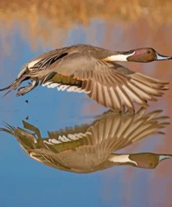 Aesthetic Duck Water Reflection Paint By Numbers