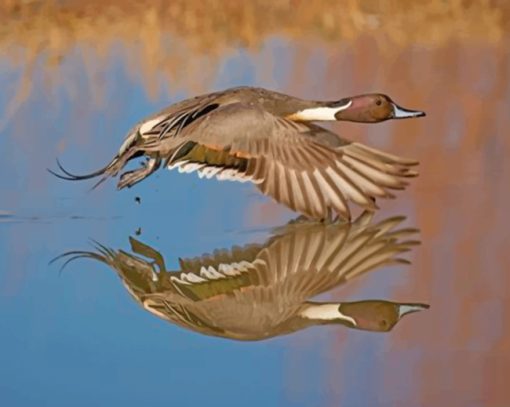 aesthetic-duck-in-flight-paint-by-number
