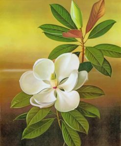 White Magnolia Flower Paint By Numbers