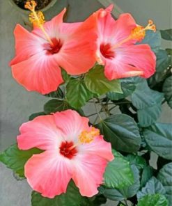 Aesthetic Hibiscus Floral Paint By Numbers
