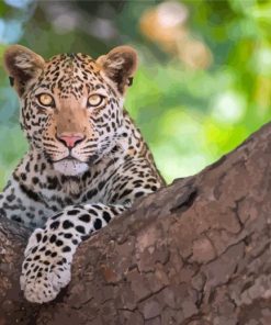 Aesthetic Leopard Tree Paint By Numbers