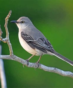 Mockingbird Beauty Paint By Numbers