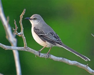 Mockingbird Beauty Paint By Numbers