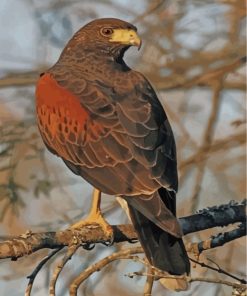 Amazing Hawk Eagle Paint By Numbers