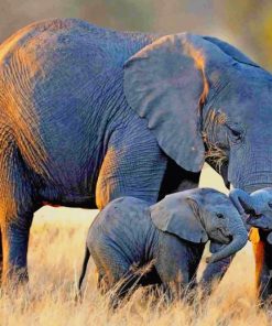 Majestic African Safari Paint By Numbers