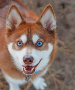 Alaskan Klee Kai Dog Paint By Numbers