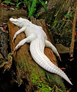 Albino Crocodile Wildlife Paint By Numbers