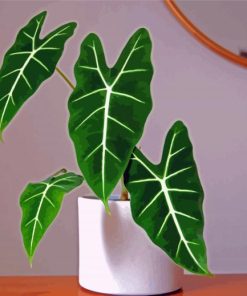 Aesthetic Alocasia Frydek Plant Paint By Numbers
