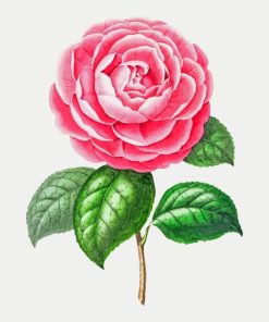 Pink Camellia Flower Paint By Numbers