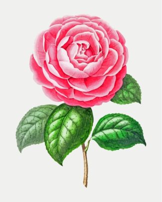 Pink Camellia Flower Paint By Numbers