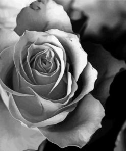Aesthetic Black Rose Paint By Numbers