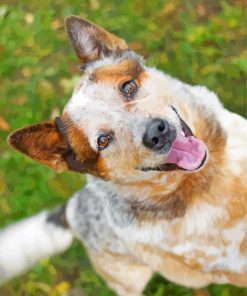 Aussie Heeler Dog Paint By Numbers