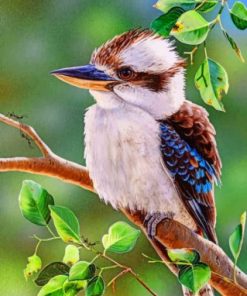 Kookaburra Blue Winged Bird Paint By Numbers