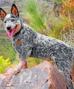 Heeler Dog Paint By Numbers