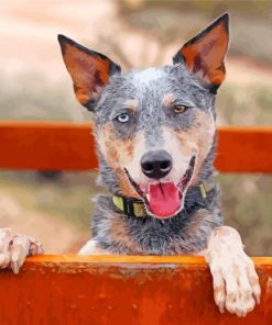 Australian Cattle Dog Paint By Numbers